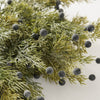 Juniper Berry Bush