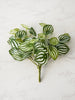 Watermelon Peperomia Pick