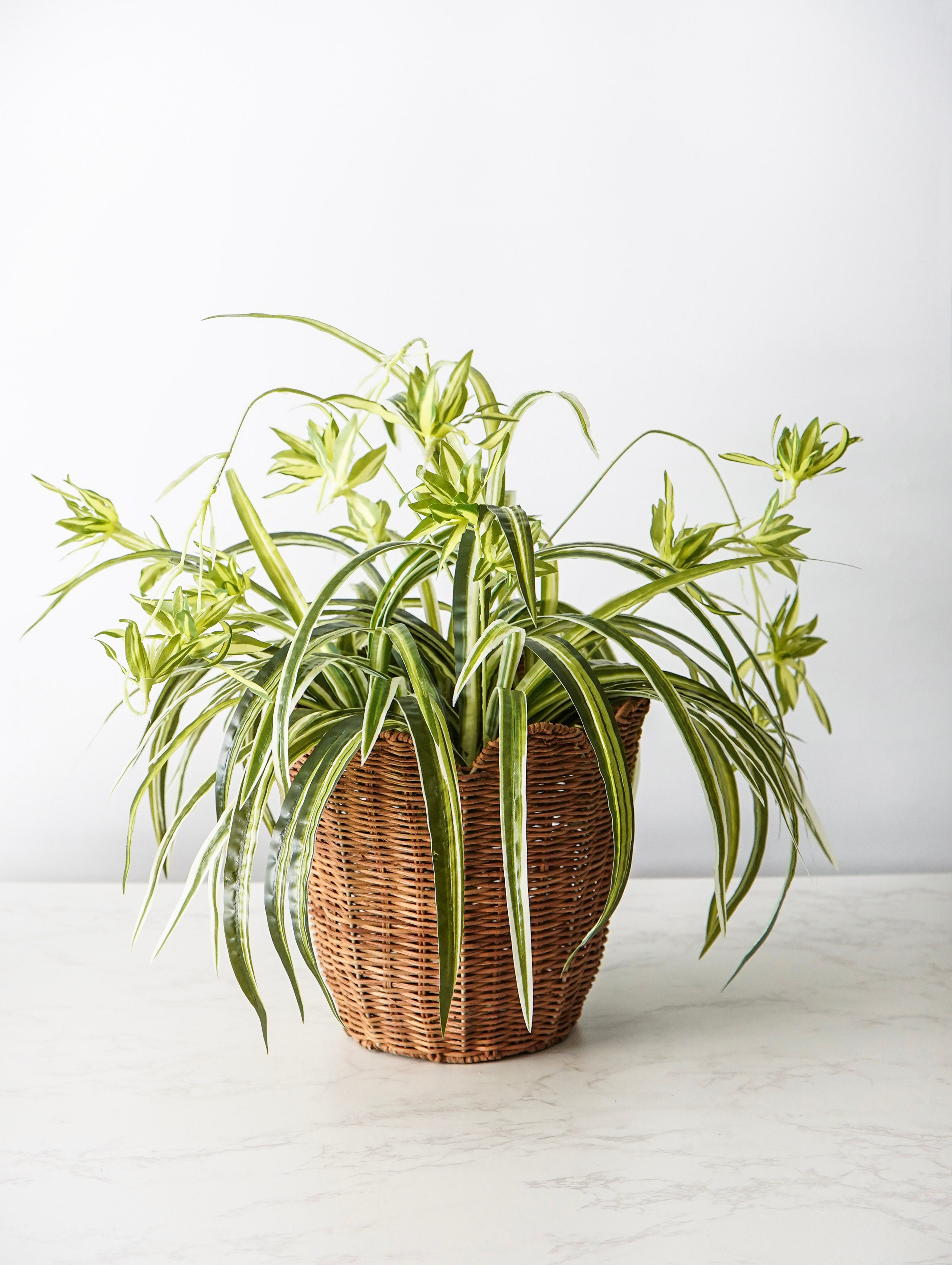 Spider Plant Bush