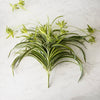 Spider Plant Bush