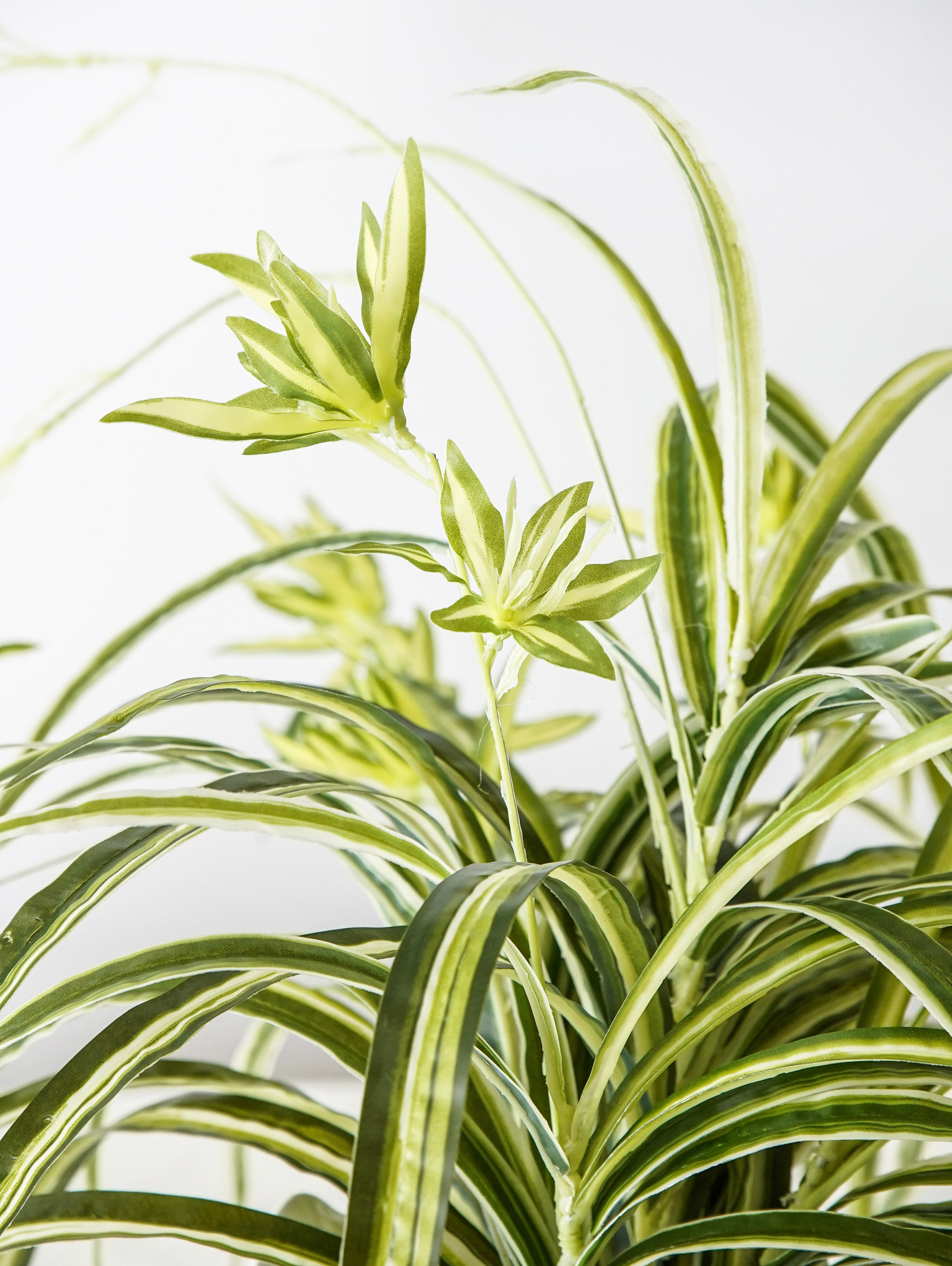 Spider Plant Bush