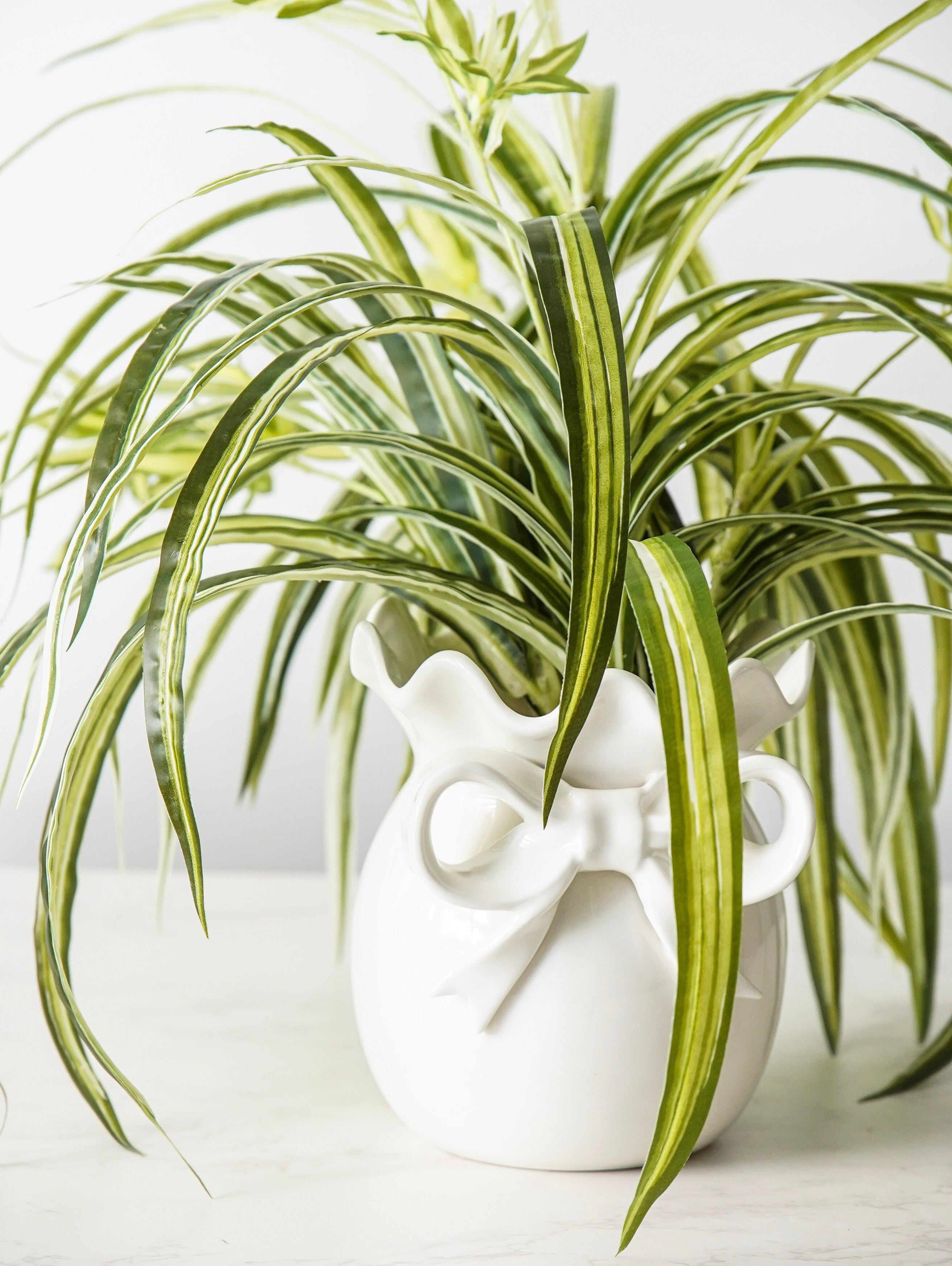 Spider Plant Bush