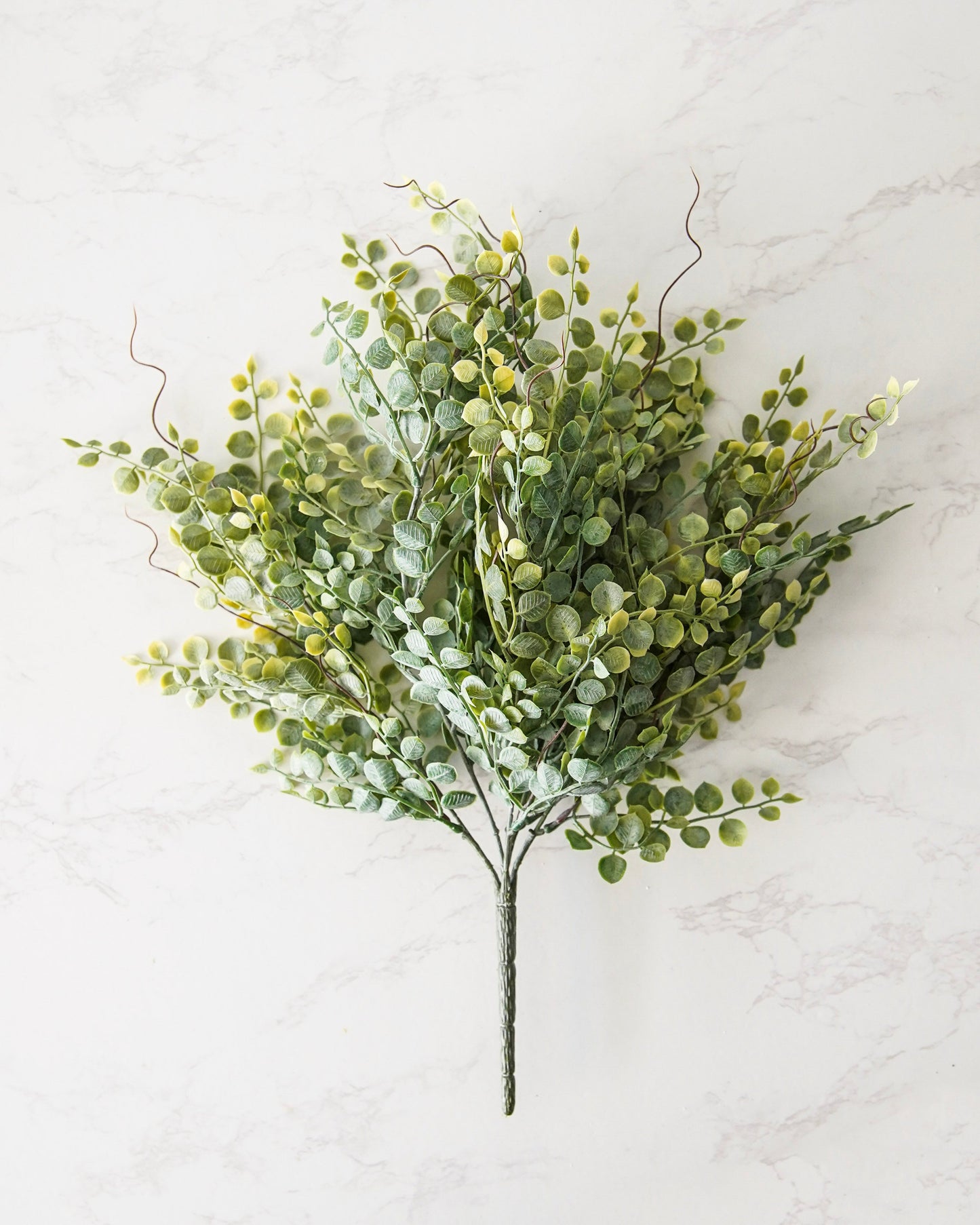 Meadow Eucalyptus Bush