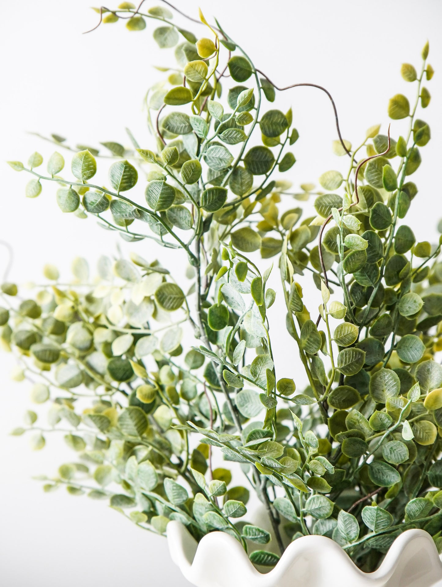 Meadow Eucalyptus Bush