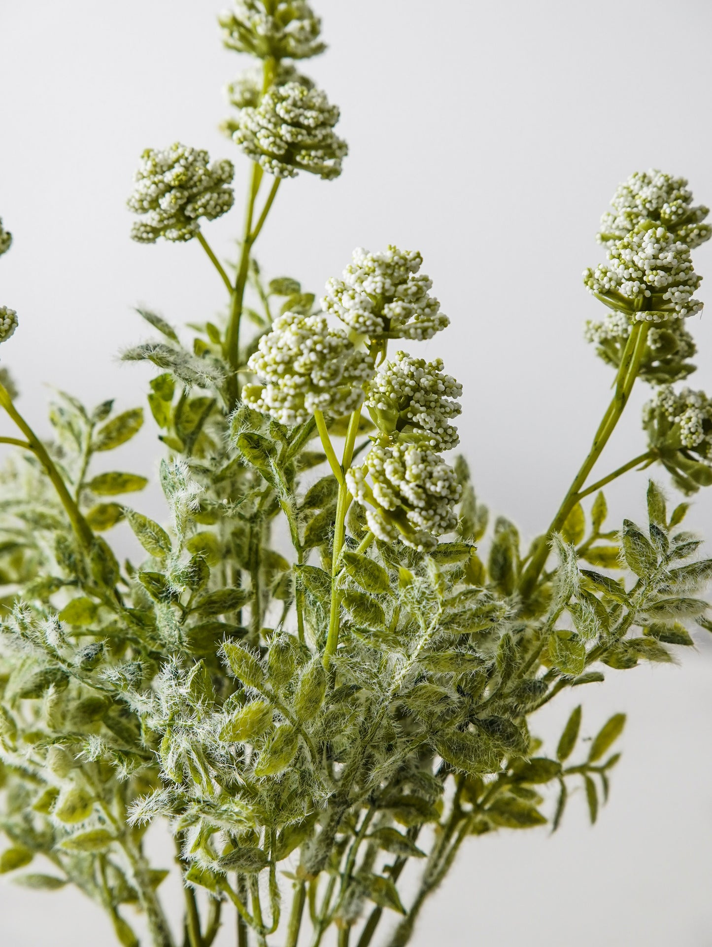 Bubble Berry Buds Bush