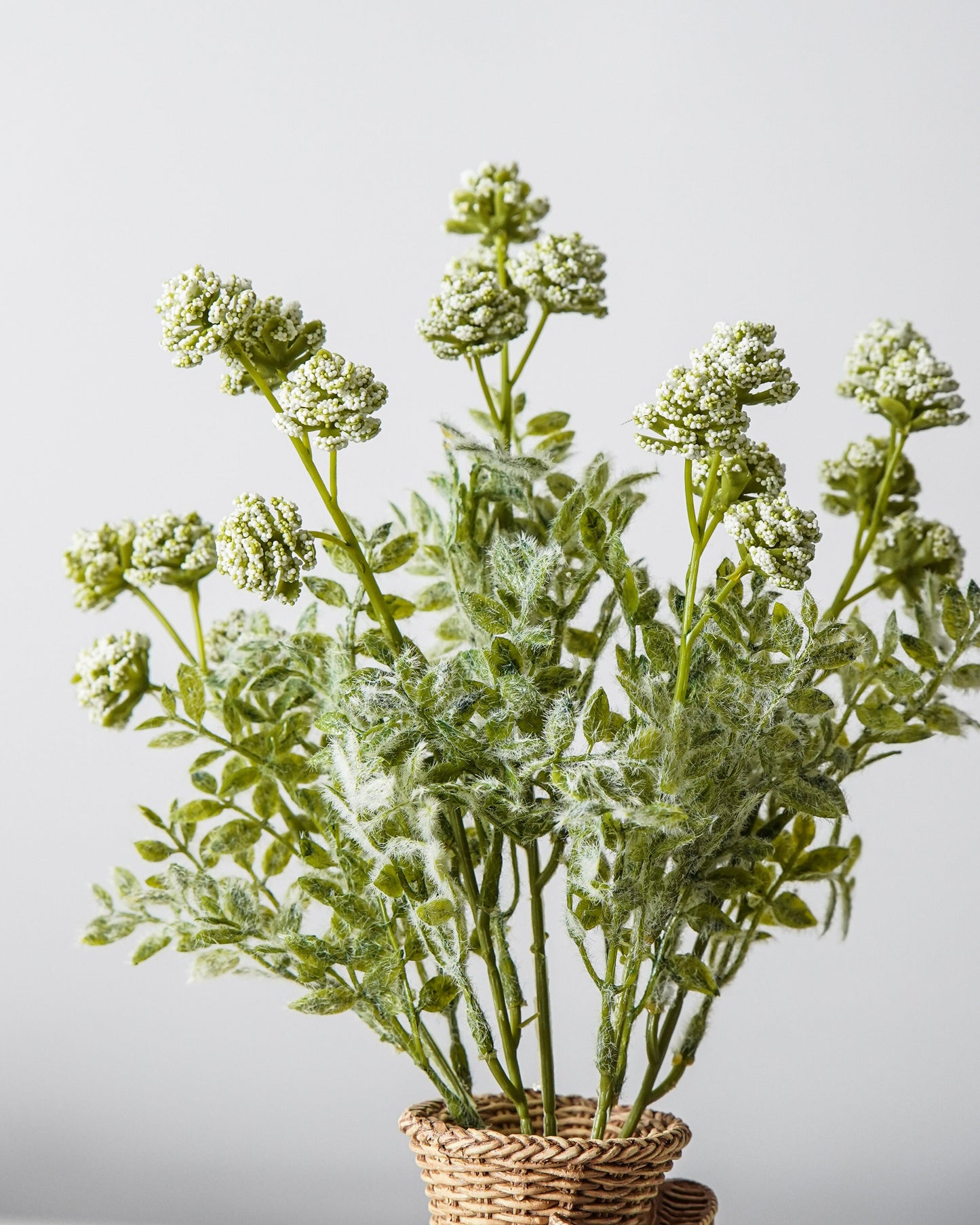 Bubble Berry Buds Bush