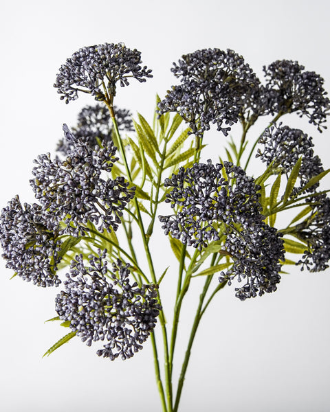 Sedum Stem | Lilac