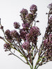 Willow Buds Bush | Purple