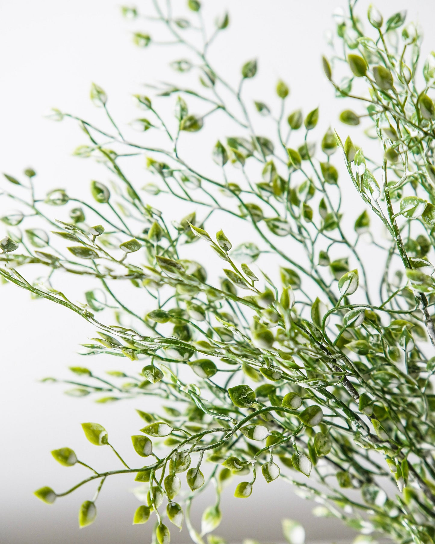 Little Nova Bush Bunch