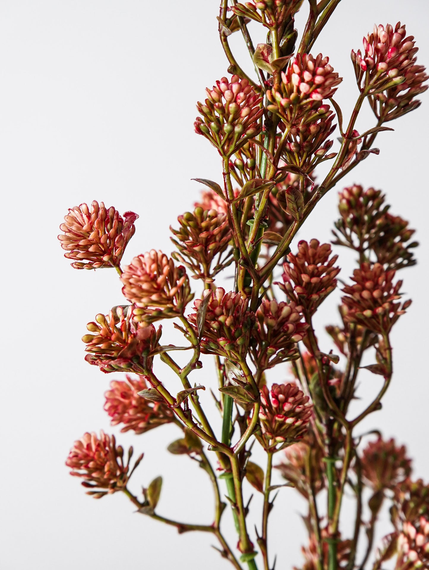 Willow Buds Spray | Pink