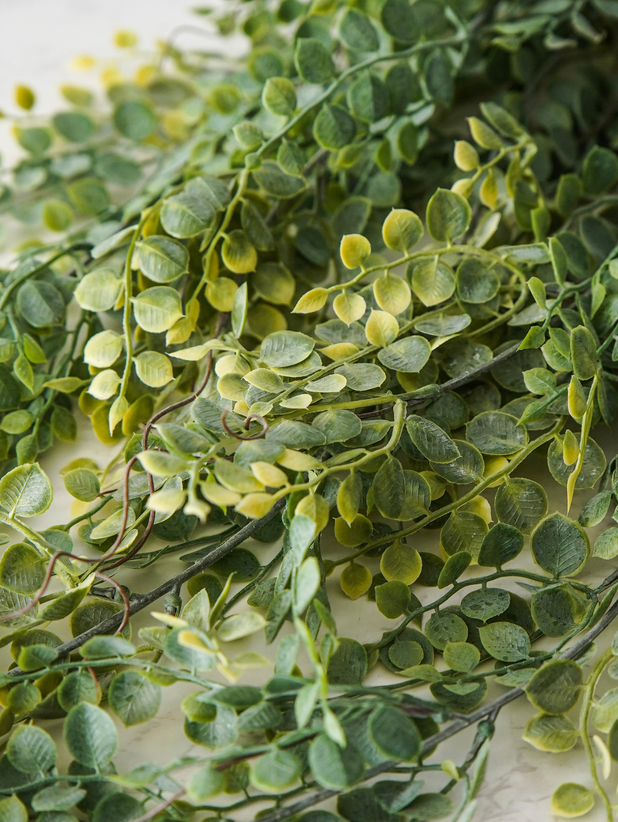 Meadow Eucalyptus Hanging Stem