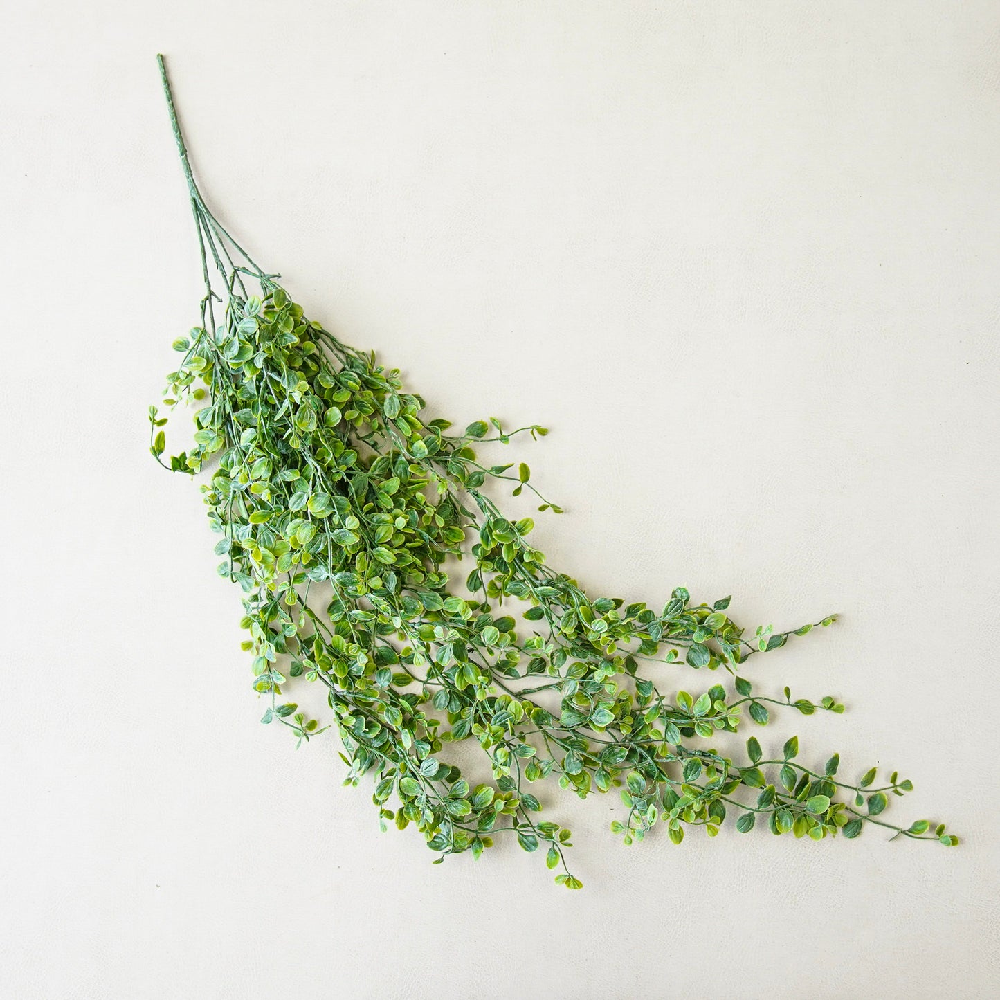 Whisperleaf Hanging Bush