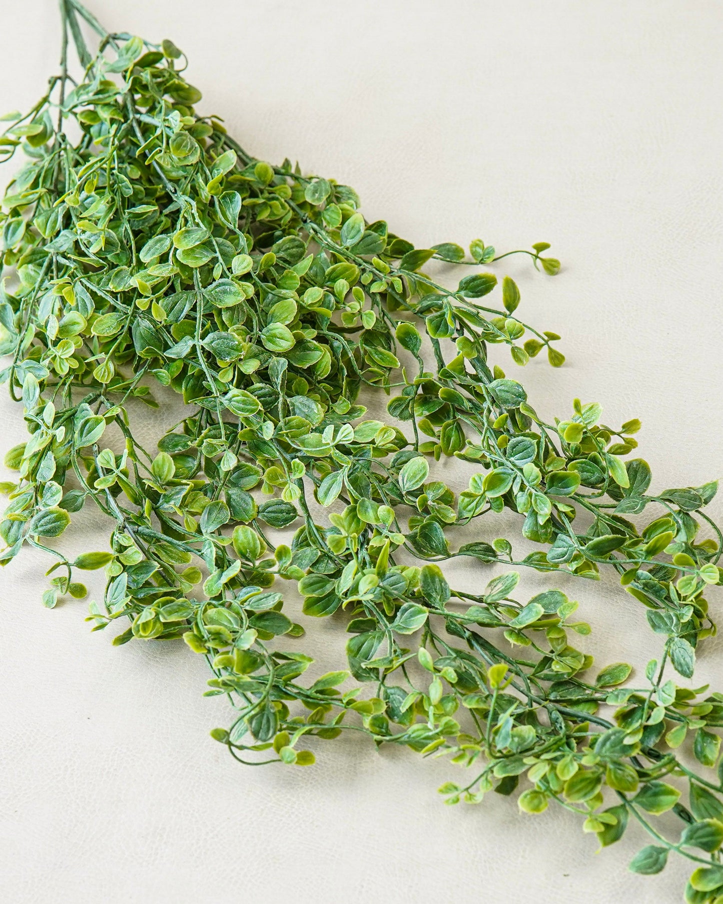 Whisperleaf Hanging Bush