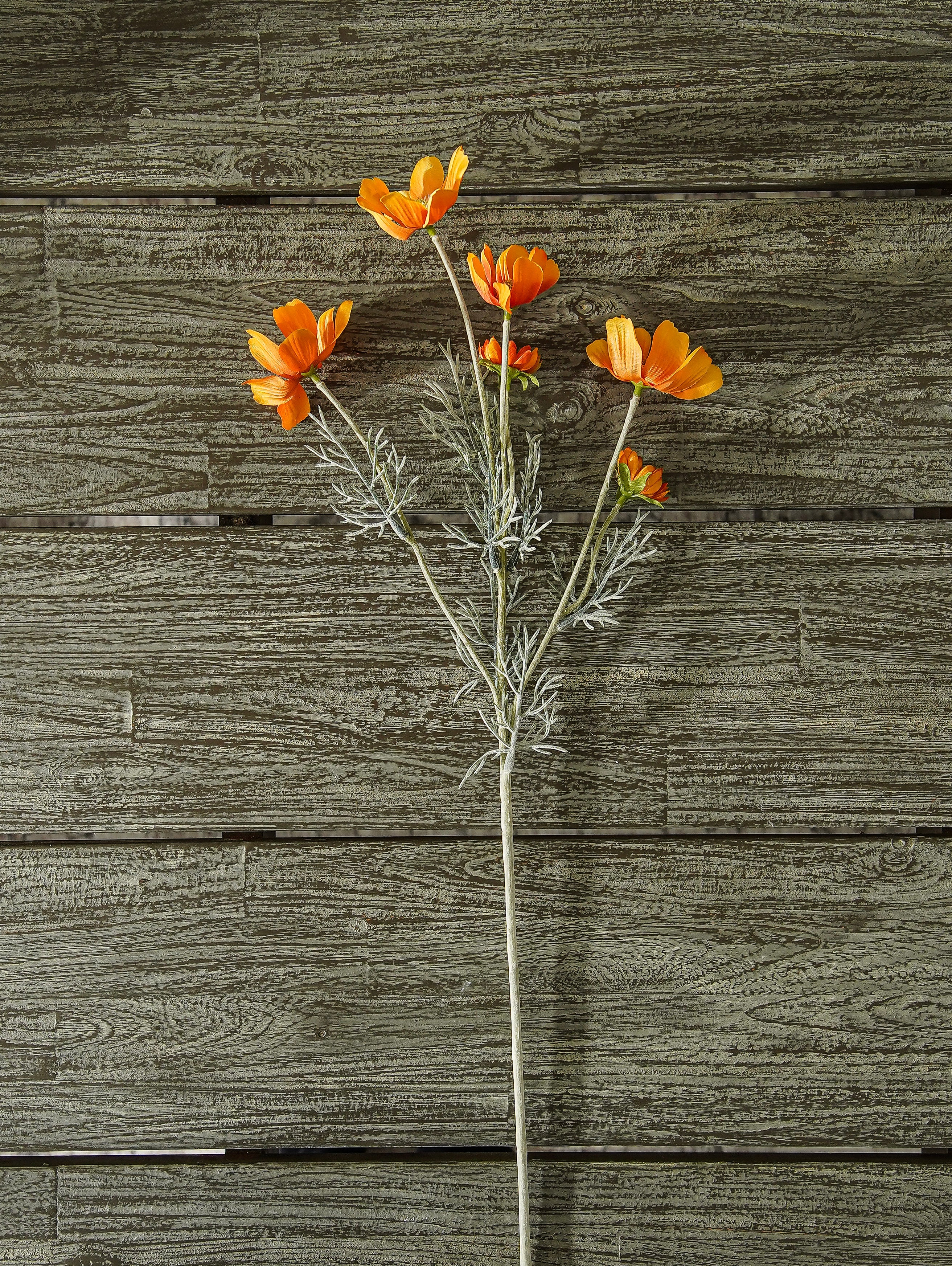 Sunset Marigold Cosmo Stem