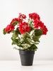 Potted Red Geranium