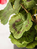 Potted Red Geranium