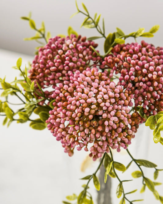 Blush Berry Sedum Bundle