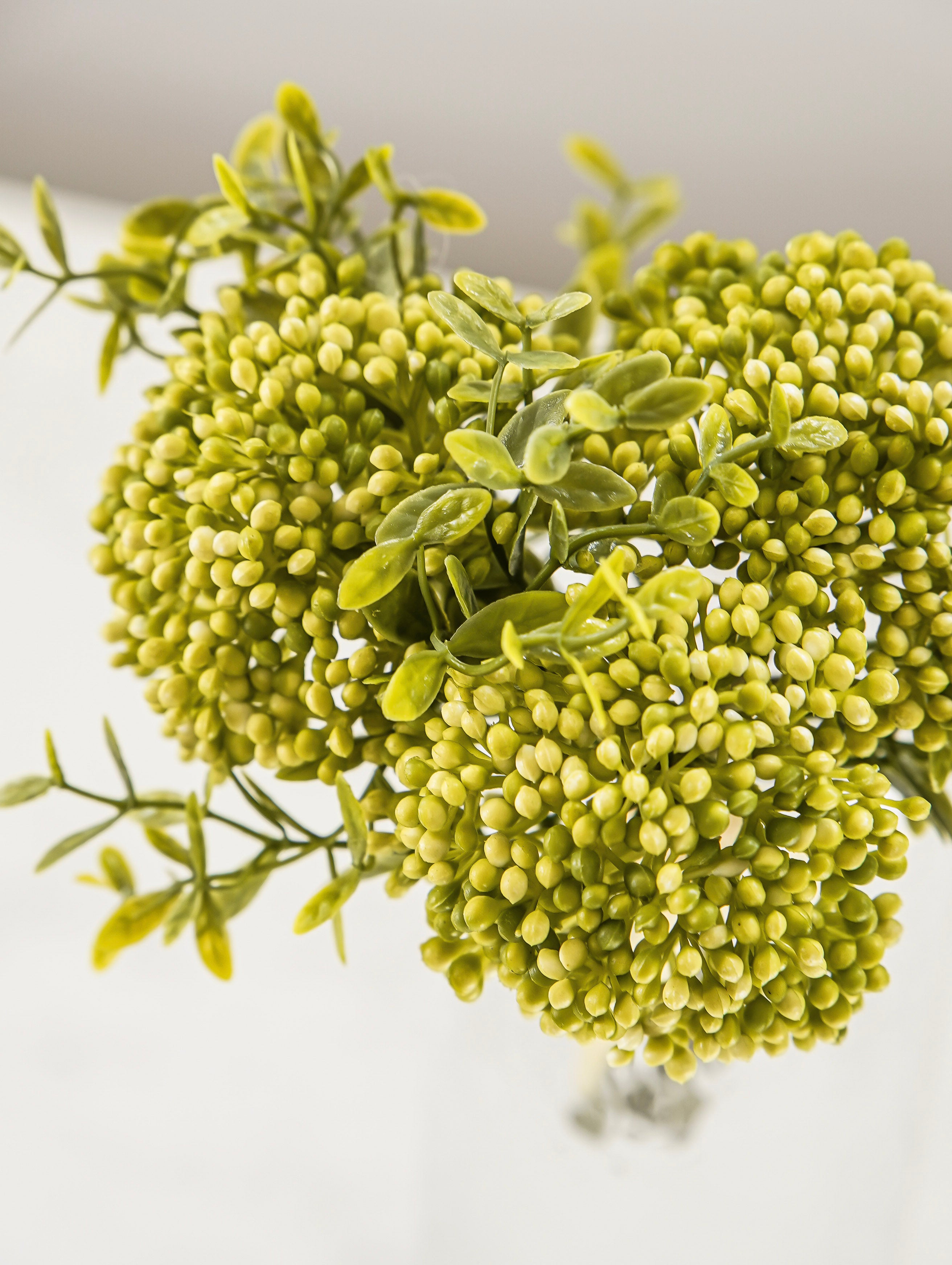 Spring Green Sedum Bunch