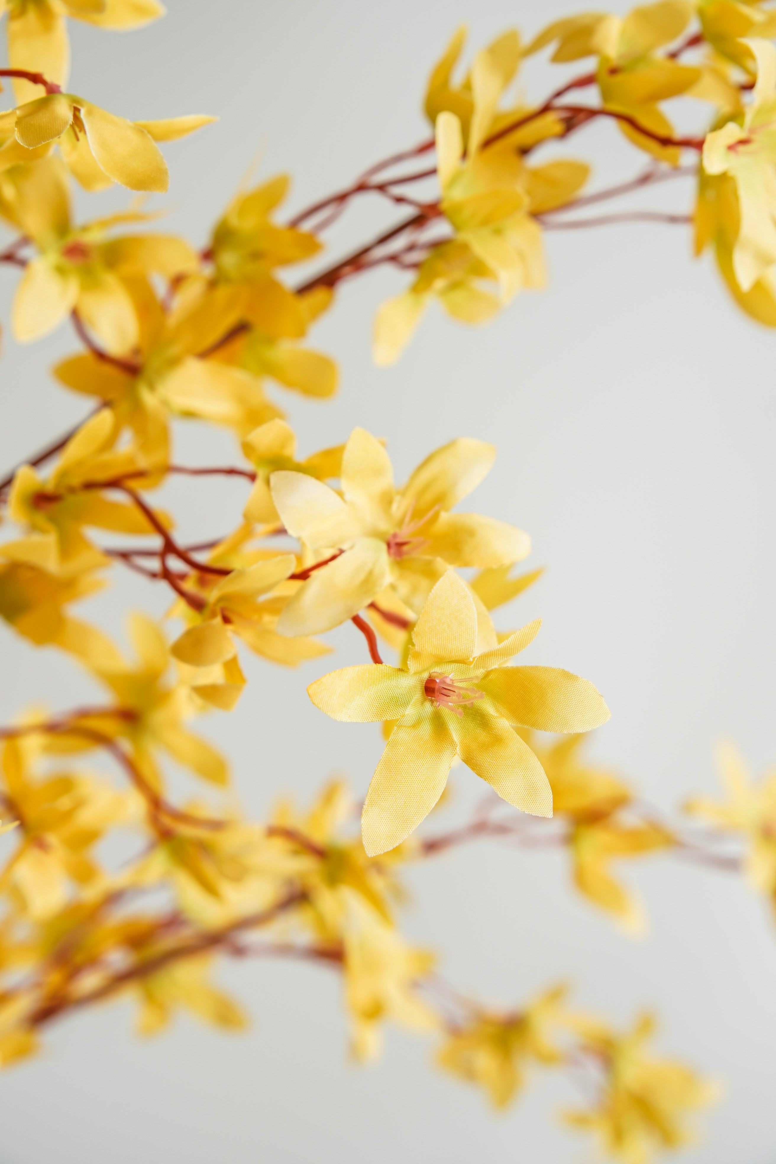 Yellow Blossom Branch