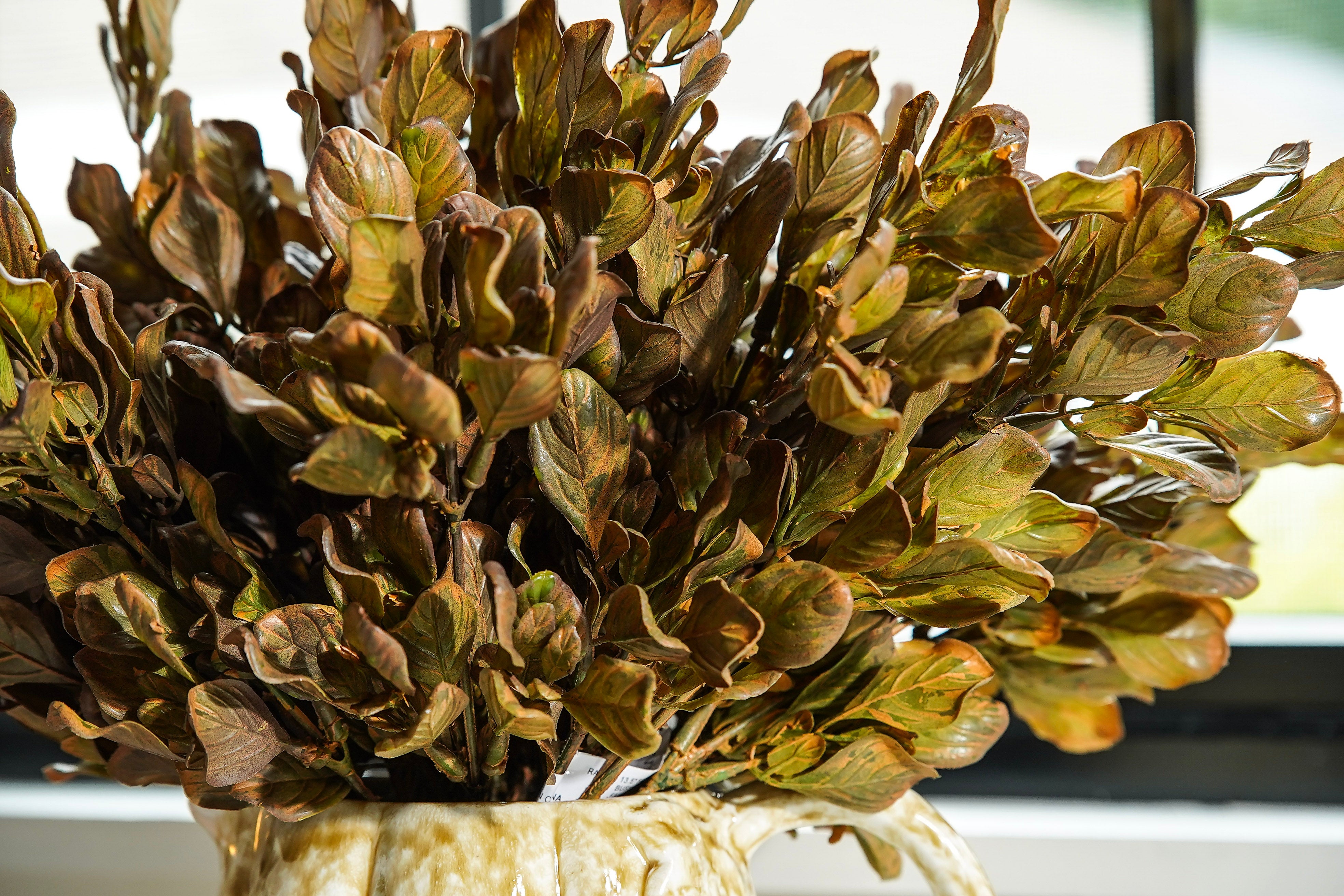 Golden Meadow Leaf Stem