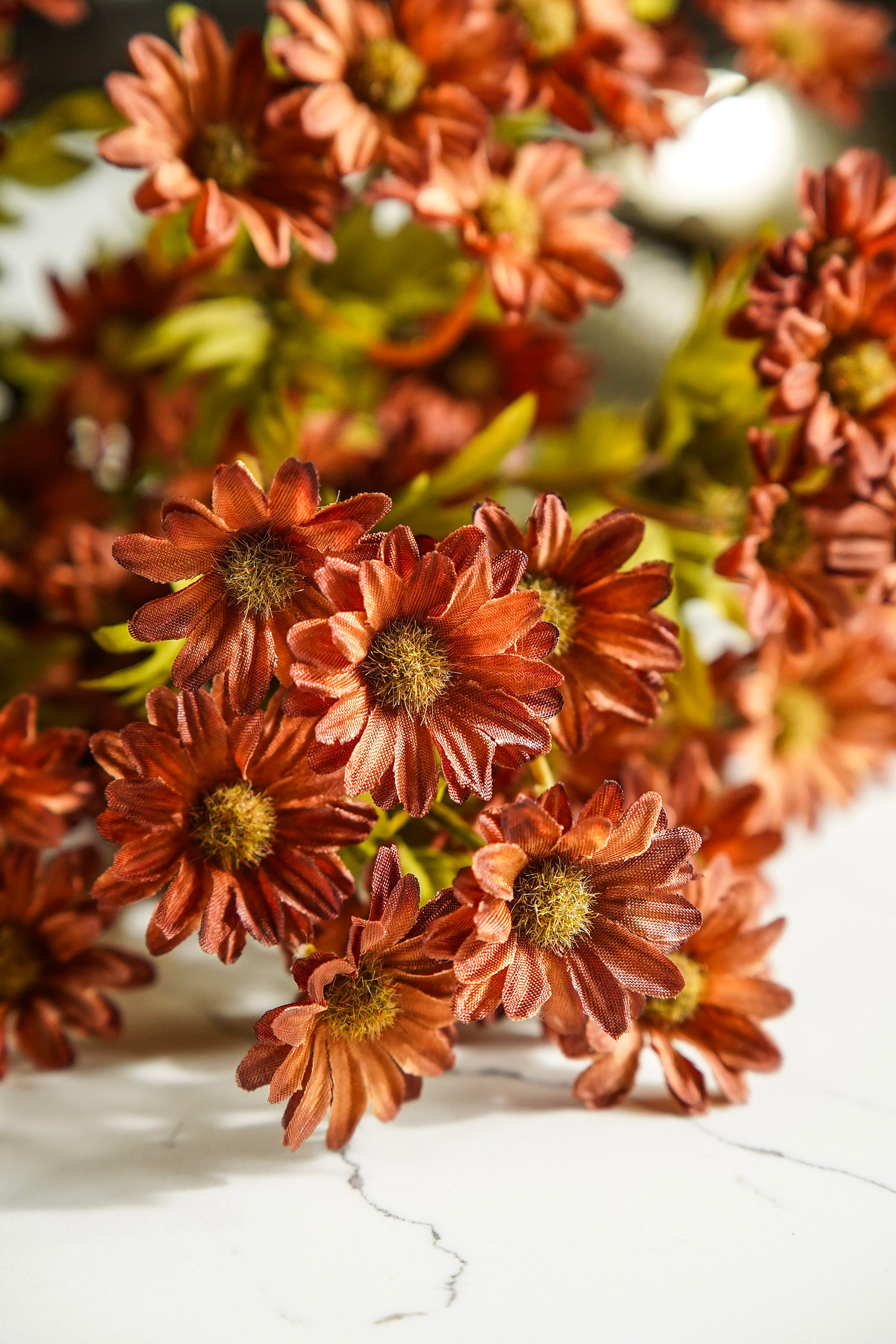 Dark Autumn Mum Bush