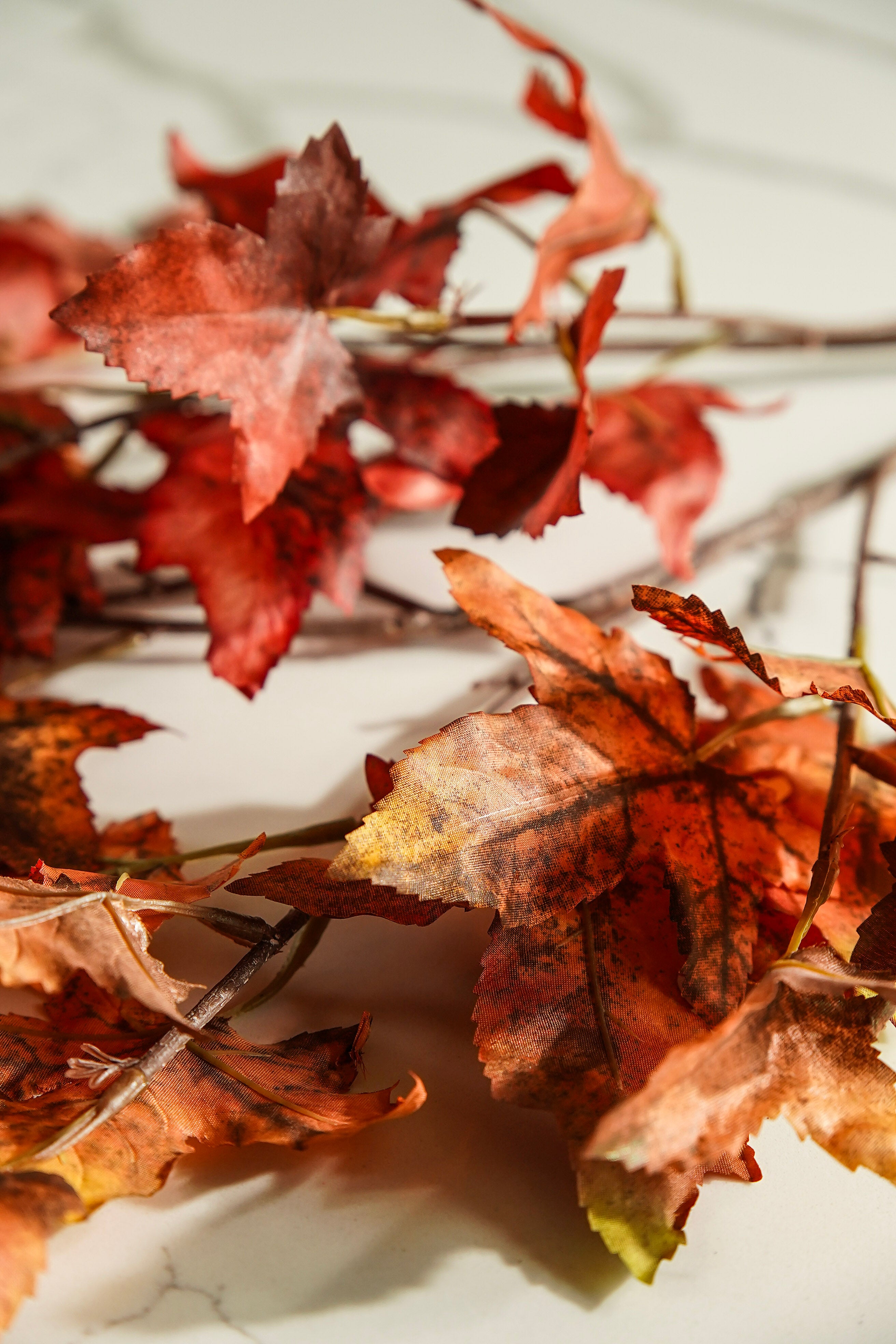 Autumn Maple Leaf Stem