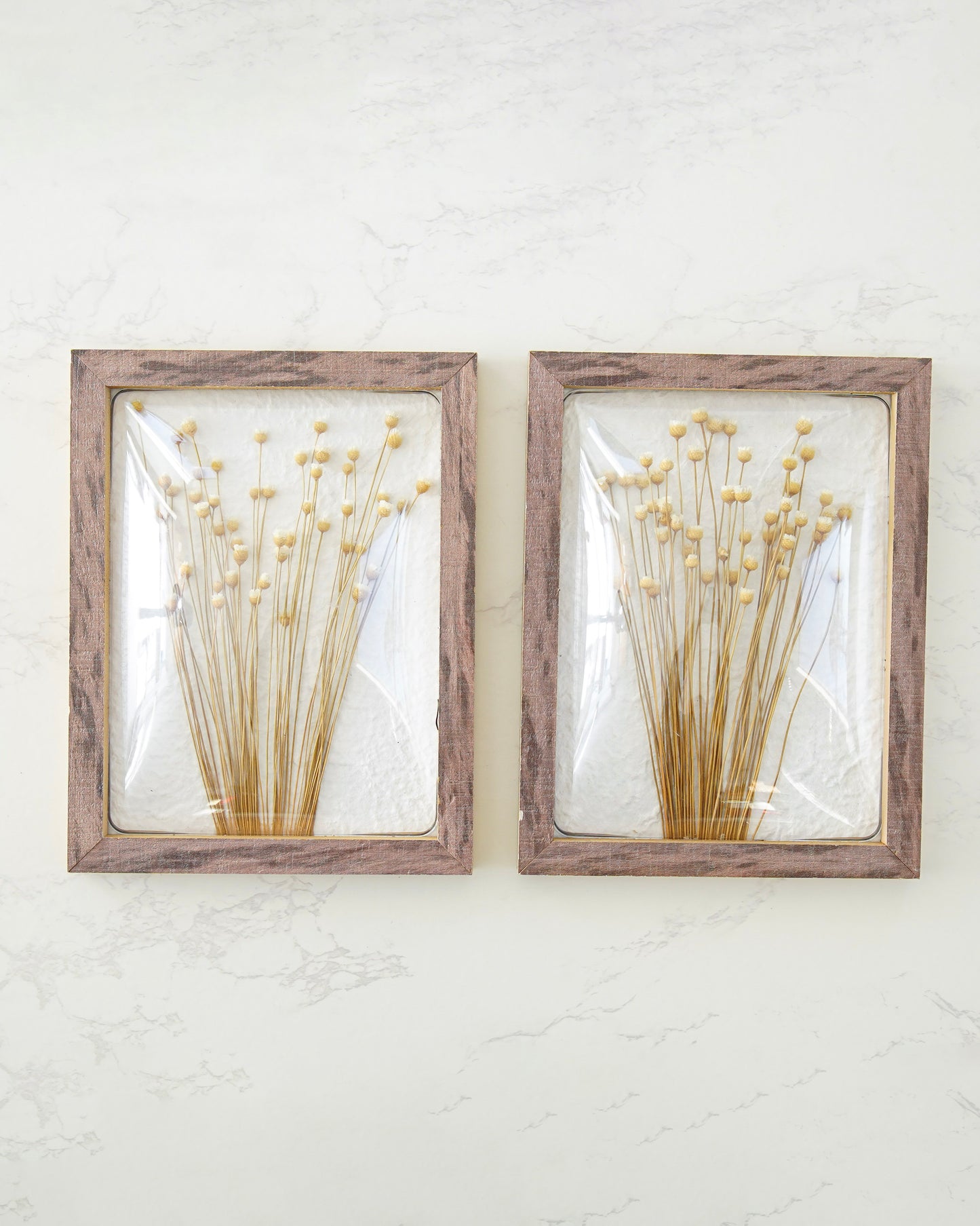 Dried Billy Button Wall Art Set