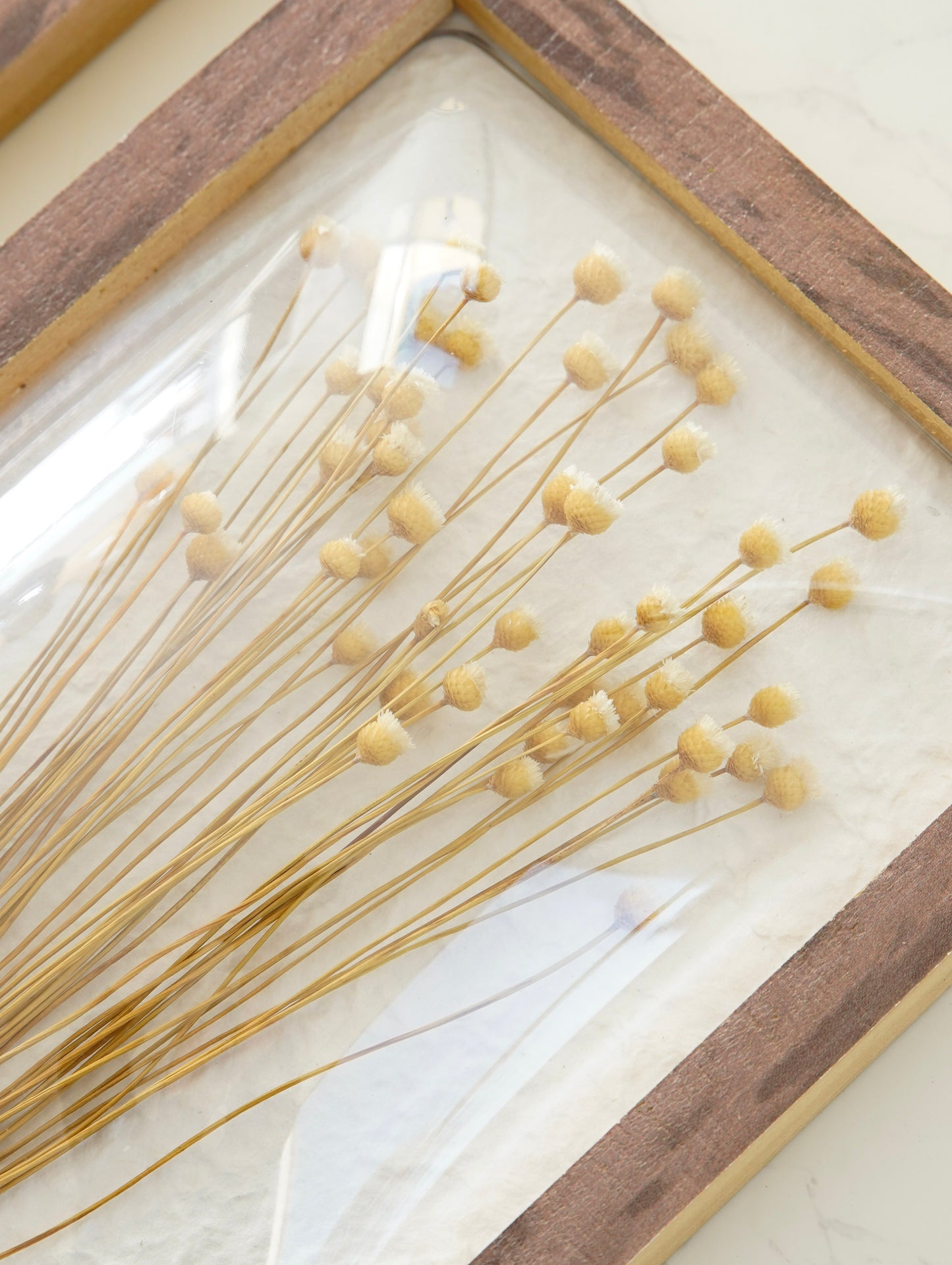 Dried Billy Button Wall Art Set