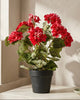 Potted Red Geranium