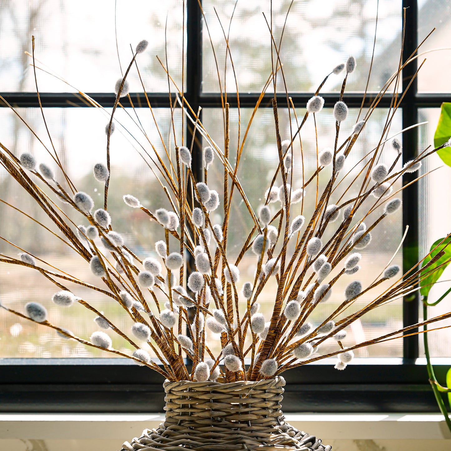 Pussy Willow Stem | Early Access Release