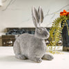 Cotton the Resting Bunny