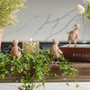 Playful Ducklings | Set of 3 | PRE-ORDER