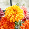 Real Touch Zinnia Bloom