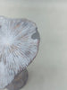 Concrete Garden Mushroom | Scratch & Dent
