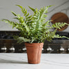 Chloe Potted Fern COMING SOON