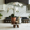 Potted Orchid Plant