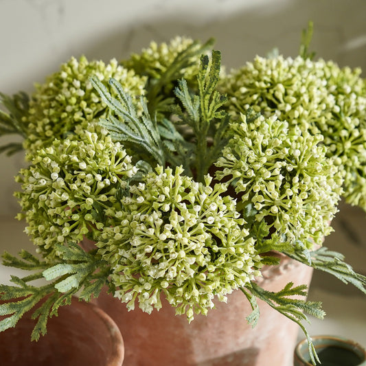 Sedum Bundle | Green