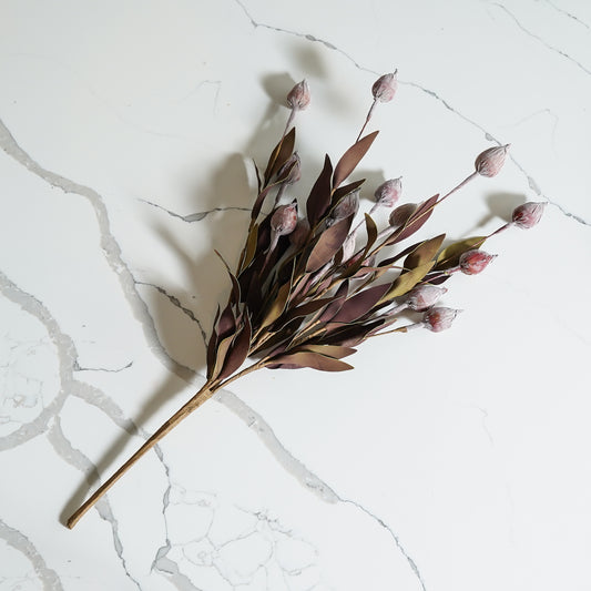 Burgundy Sleepy Catchfly Bush