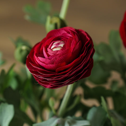 Real Touch Ranunculus Stem | Deep Red