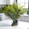 Athyrium Rooted Stem