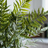Athyrium Rooted Stem