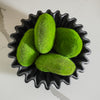 Moss Rocks | Box of 12