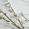 Pussy Willow Stem