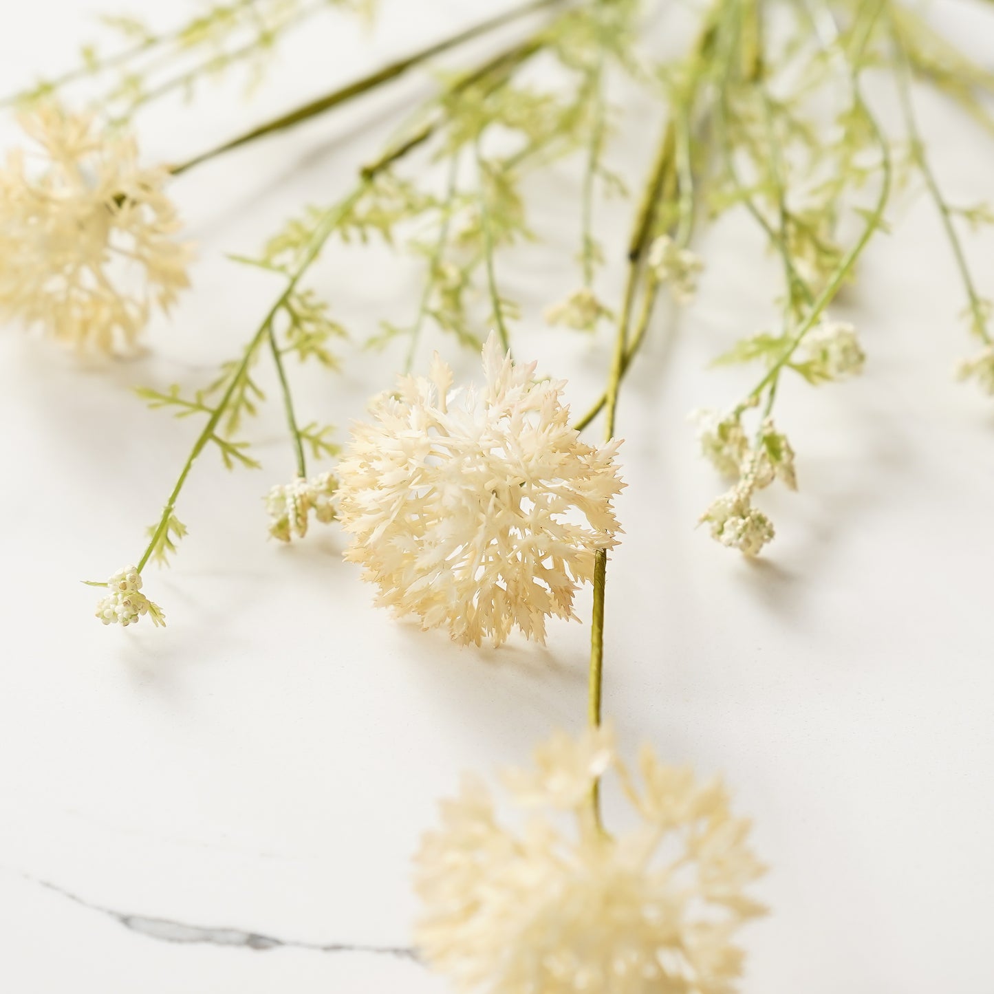 Cream Dandelion Spray