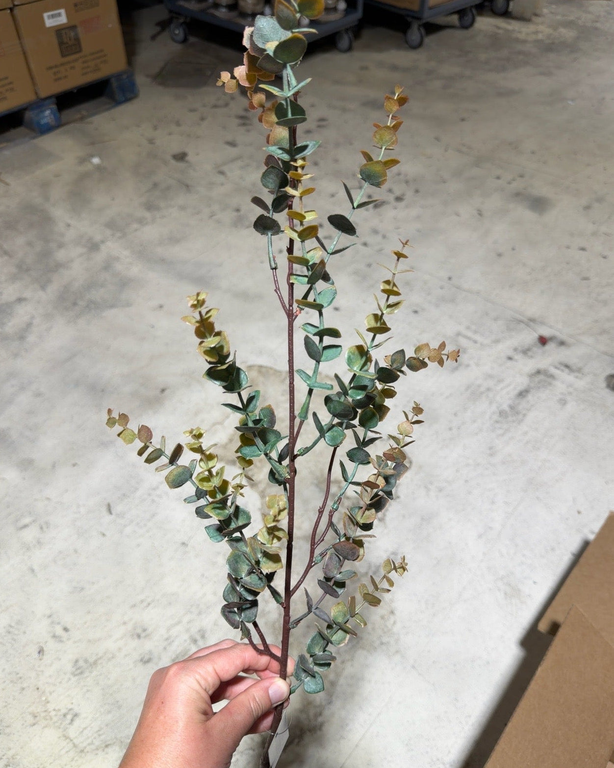 Autumn Variegated Eucalyptus Branch
