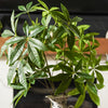 Money Tree Branch