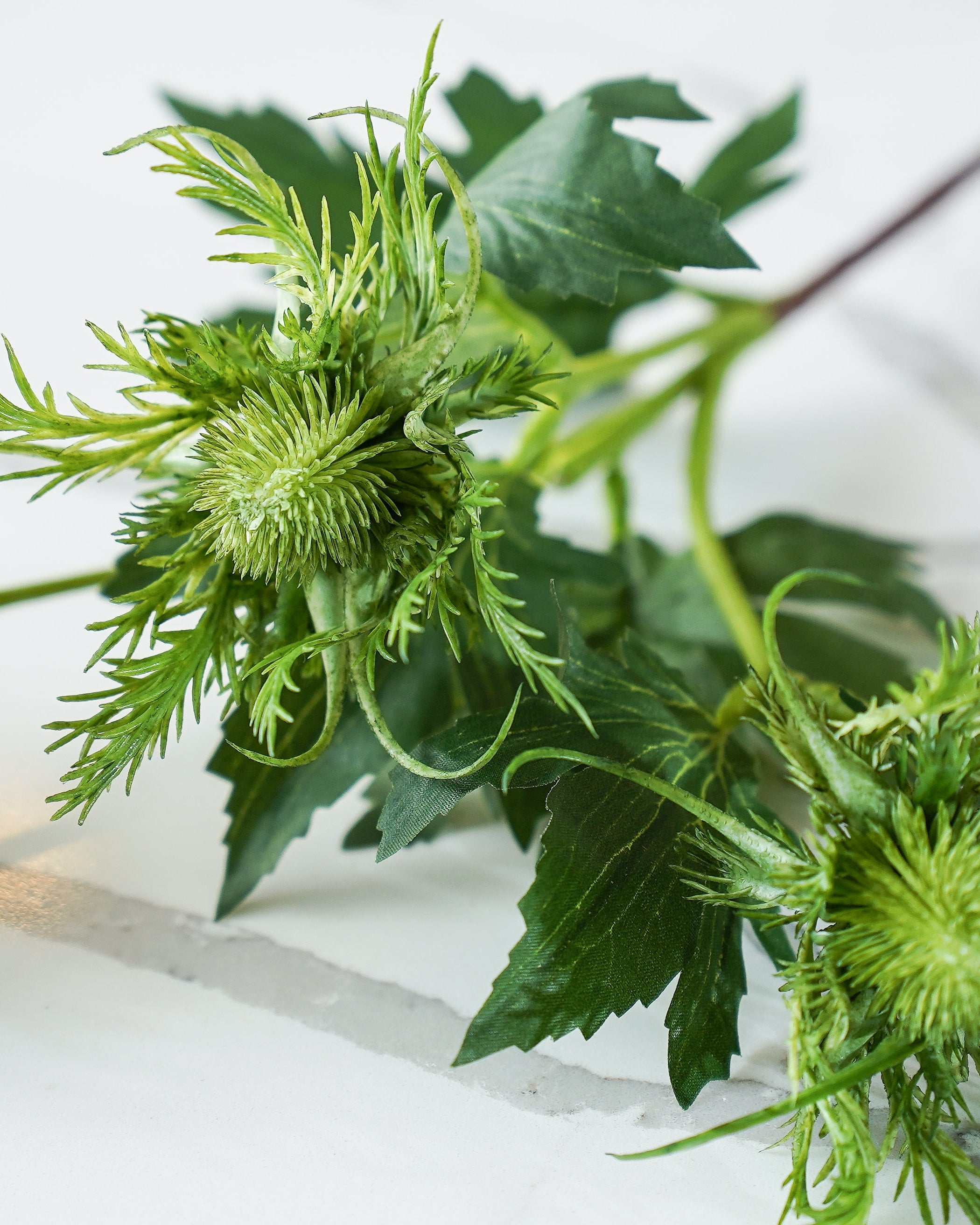 Eryngo Green Thistle Stem