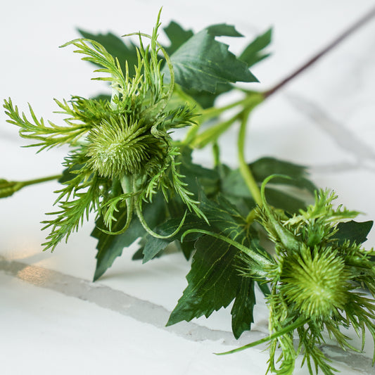 Eryngo Stem