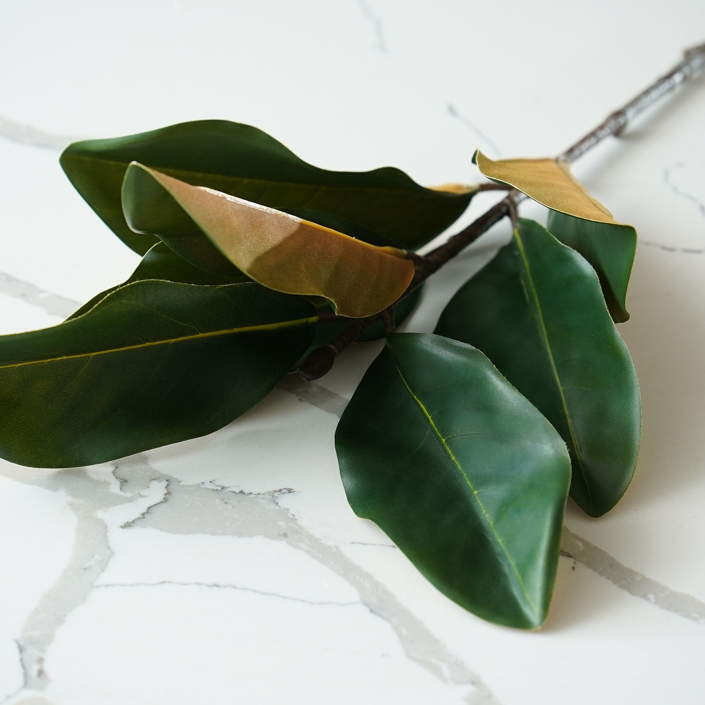 Magnolia Stem
