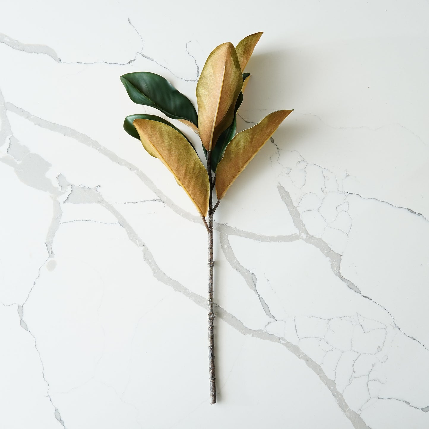 Magnolia Stem